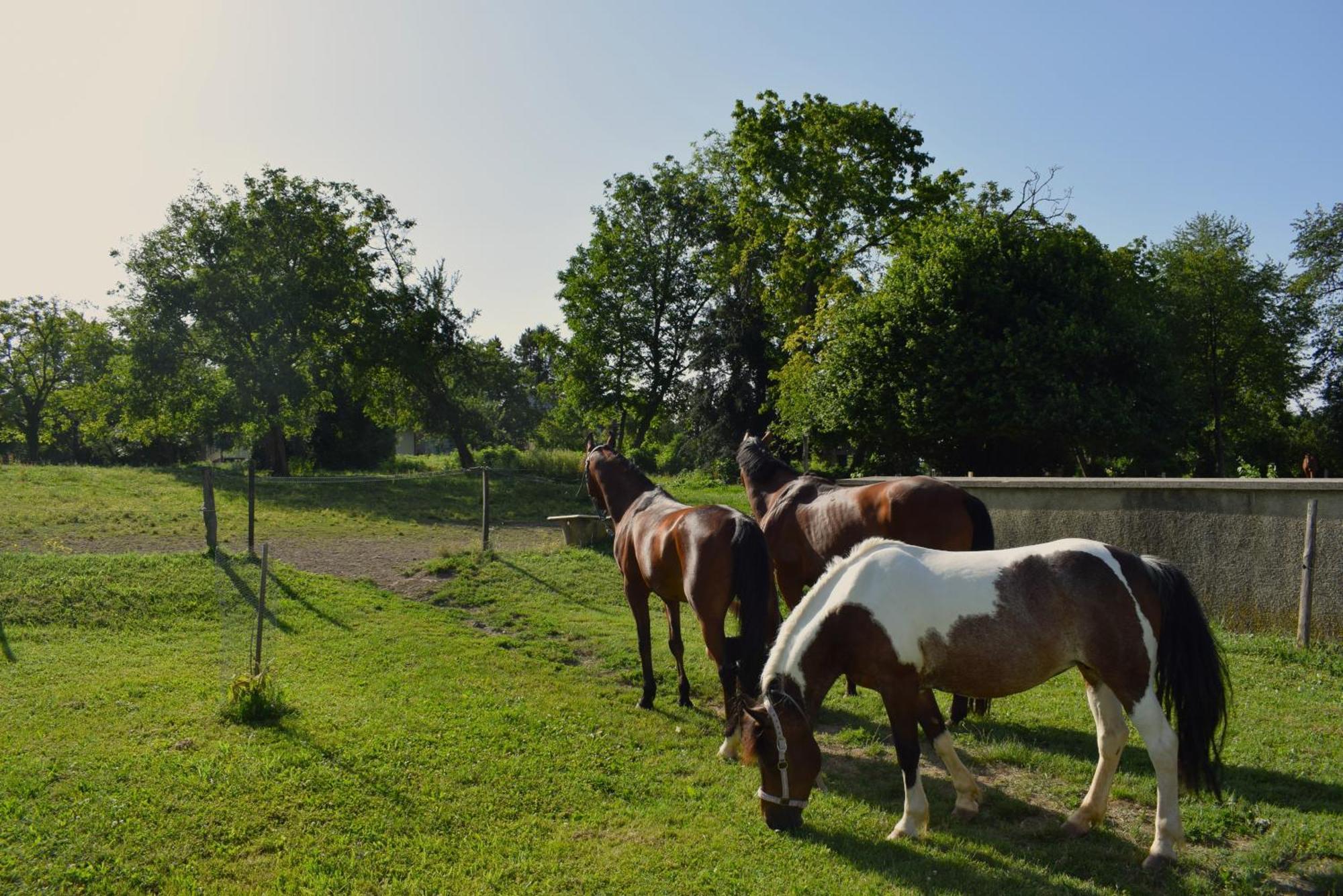 Farm Stay Zevnik Brežice エクステリア 写真