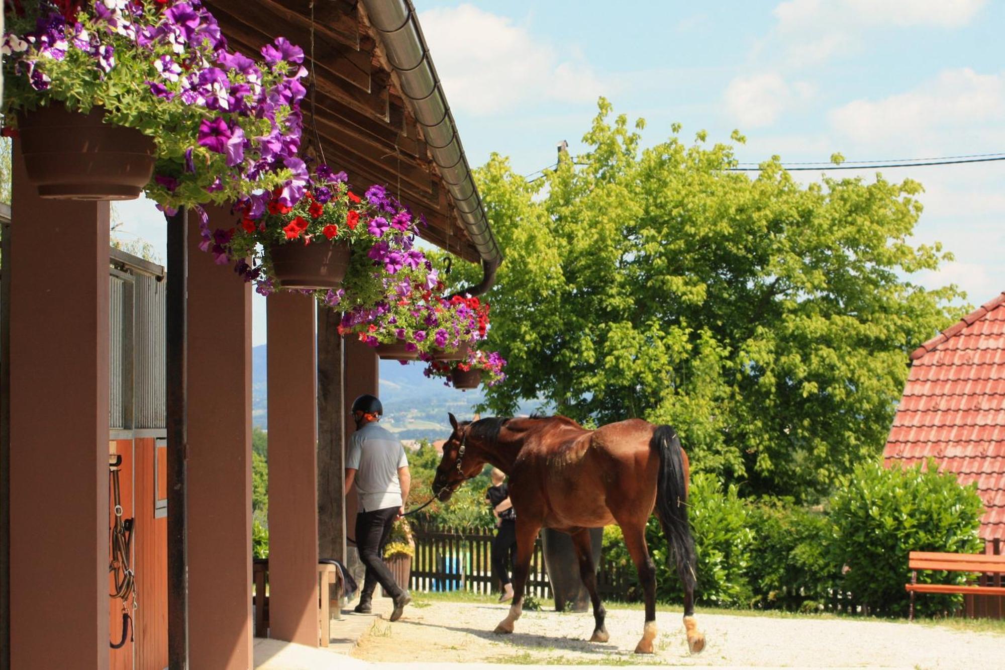 Farm Stay Zevnik Brežice エクステリア 写真